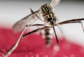 58 cases of Zika virus infection confirmed in Spain